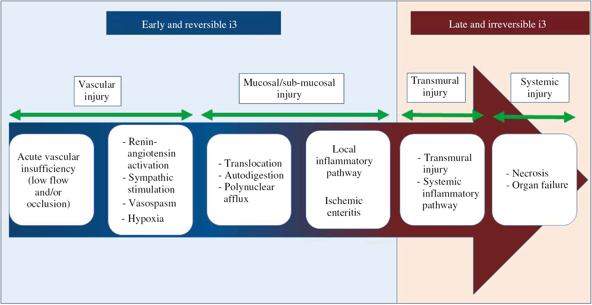 Figure 1: Schematic representation of the time course and physiopathology of i3.i3 is the result of a multistep process that is initially limited, reversible and then became systemic and irreversible and led to death. The pathophysiological process can be divided into two main stages related to the prognosis, the early and reversible phase and the late and irreversible phase.