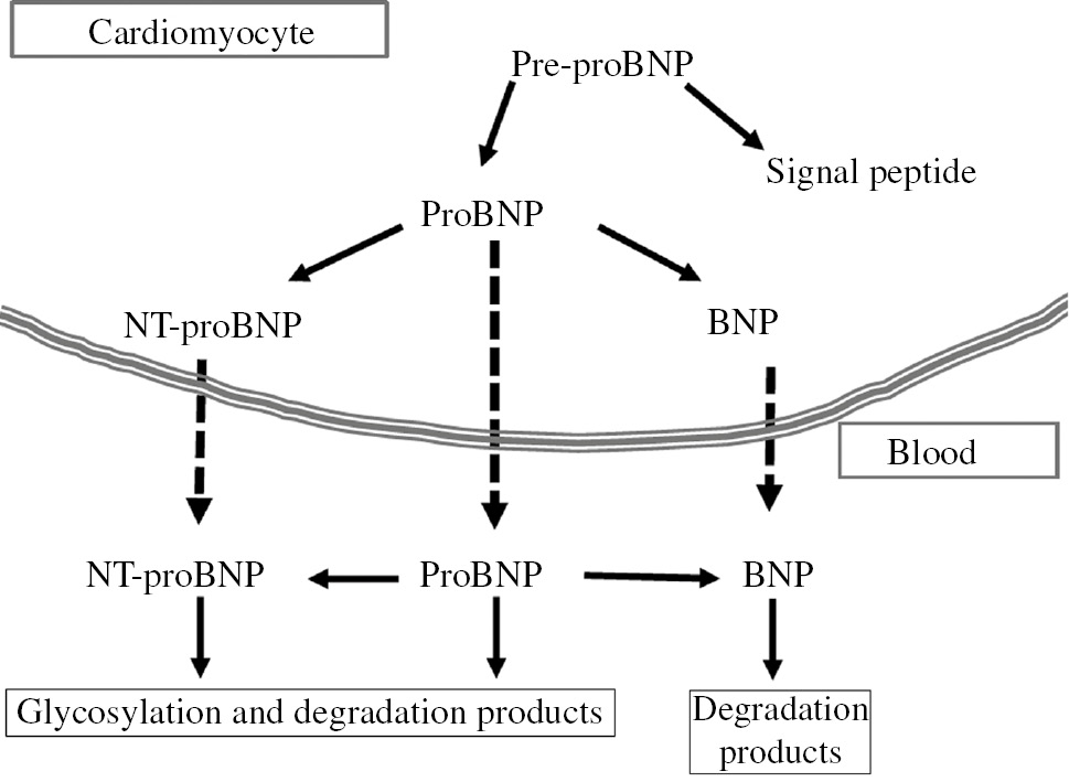 Figure 2: Schematic representation of biosynthesis, secretion and distribution of B-type-related natriuretic peptides.Human BNP is synthesized as a 134-amino acid precursor protein (pre-proBNP), including a signal peptide of 26 amino acids, and is subsequently processed to form a 108-aa pro-peptide (proBNP). The proBNP can be enzymatically cleaved both in cardiomyocytes and in plasma by some pro-protein convertases to form the 76 amino acids N-terminal peptide (NT-proBNP) and the biologically active 32 amino acid C-terminal peptide (BNP). In plasma, proBNP, NT-proBNP and BNP are further degraded by some proteolytic enzymes.