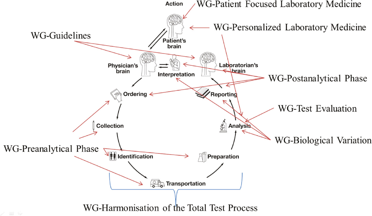 Figure 1: Some of the contributions of the EFLM Working Groups to helping harmonize aspects of the “brain-to-brain loop” for laboratory examination.Adapted from Plebani et al. [1].