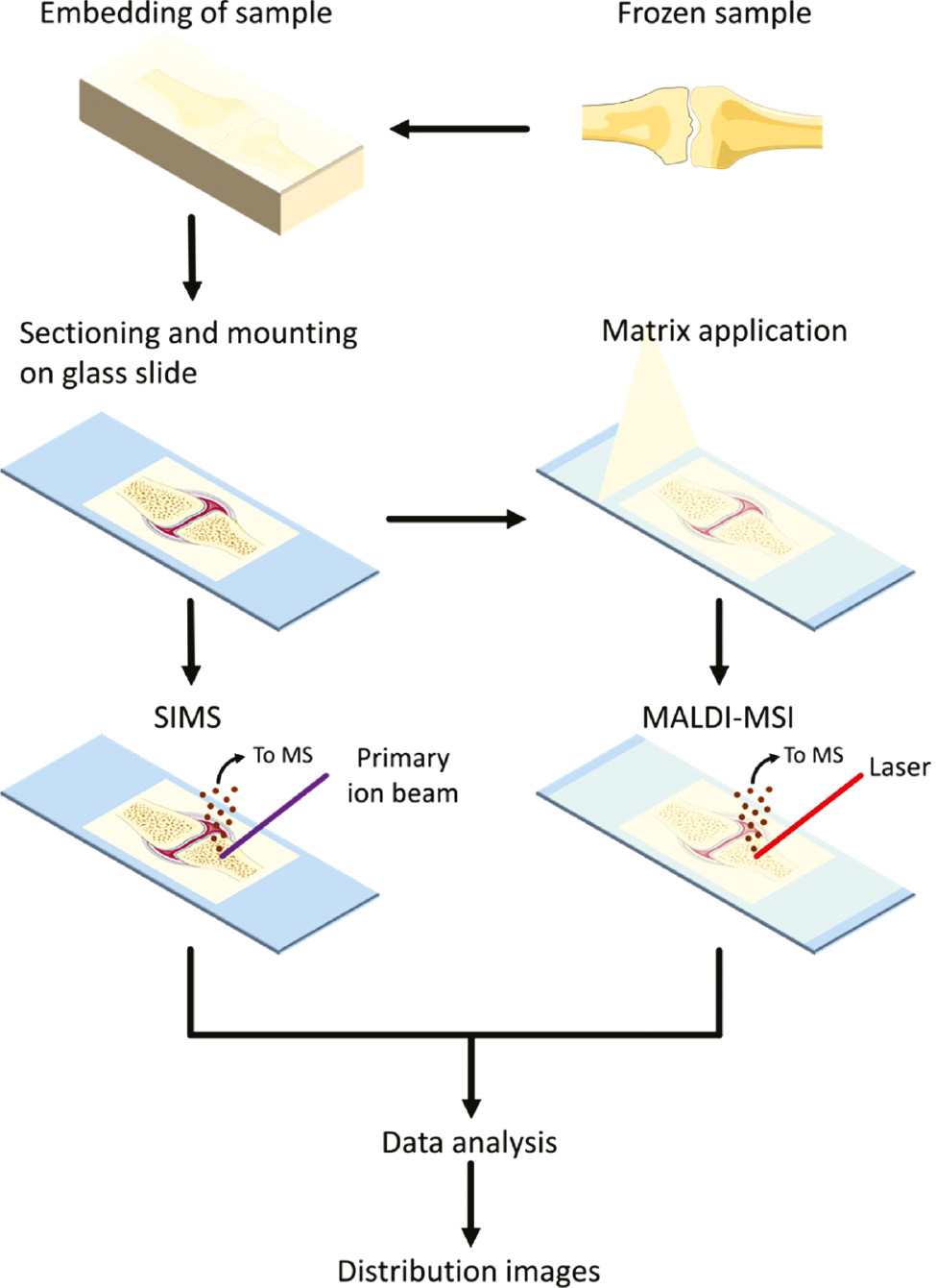 Figure 2: General mass spectrometry imaging workflow.
The sample is collected and stored frozen until use. For hard tissue samples, the tissue is embedded in an embedding material, which supports sectioning. After embedding, the sample is sectioned and mounted on a glass slide. For secondary ion mass spectrometry (SIMS), a primary ion beam shoots at the sample and secondary ions are created from the sample, which are analyzed by the mass spectrometer (MS). For matrix-assisted laser desorption/ionization mass spectrometry imaging (MALDI-MSI), first, a matrix is applied on the sample to support ion generation. Afterward, a laser shoots at the sample and generates ions, which are analyzed by the MS. Per pixel in the image, a mass spectrum is created of the generated ions. After data processing and analysis, distribution images of mass-to-charge values (m/z) can be created.