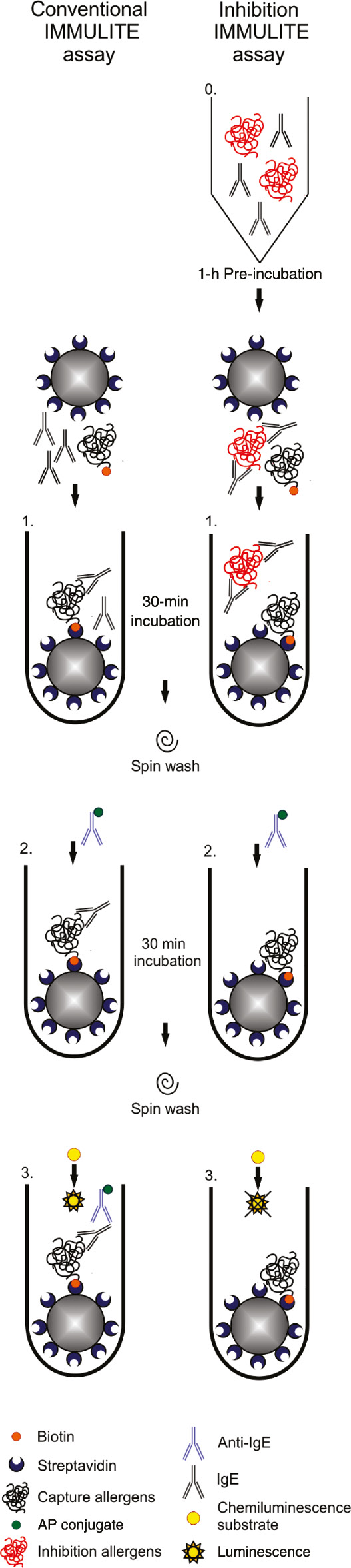Figure 1:
IMMULITE® inhibition methodology.
0. Serum sIgE is pre-incubated with or without an inhibition protein extract; 1. Serum and biotinylated capture allergens are incubated with streptavidin-coated beads; 2. AP-conjugated anti-IgE antibodies are added to the reaction mix; 3. Addition of AP-specific substrate results in luminescence that can be quantified. AP, alkaline phosphatase.