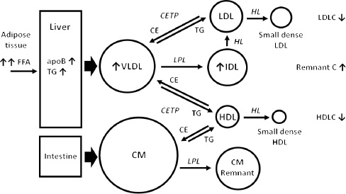 Figure 1: Intravascular remodeling of lipoproteins contributing to the typical serum lipid profile of atherogenic dyslipidemia.
TG-rich chylomicrons (CM) secreted from the intestine, and VLDL secreted from the liver, are remodeled in the circulation primarily through the actions of lipoprotein lipase (LPL), hepatic lipase (HL), and cholesteryl ester transfer protein (CETP). The hydrolysis of TG by LPL, leading to liberation of free fatty acids (FFA), and the acquisition of cholesteryl esters (CE) from HDL by CETP generates smaller, cholesterol-enriched remnant particles which are depleted of part of their TG content and contributes to increased RemnantC concentrations measured in serum. Higher VLDL output resulting from FFA flux to the liver activates CETP, which results in TG enrichment of HDL and LDL through increased exchange and transfer of TG and cholesteryl ester. These cholesterol-depleted, TG-enriched LDL and HDL particles are also modified by HL, producing smaller LDL and HDL and contributing to lower serum concentrations of LDLC and HDLC, respectively, as typically manifested in the serum lipid profile of a patient with atherogenic dyslipidemia – frequently accompanying insulin resistance and metabolic syndrome with increased FFA flux to the liver.