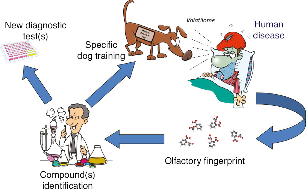 Figure 2: Synergy between dogs and laboratory testing for improving medical diagnostics.
