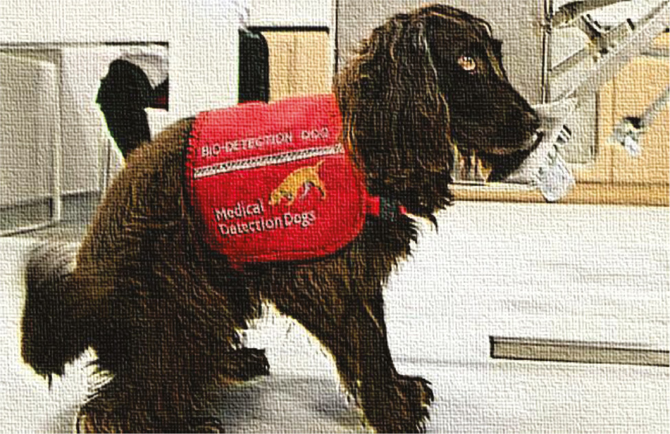 Figure 3: Exemplar of “bio-detection”, “medical-detection” (sniffer) dog.