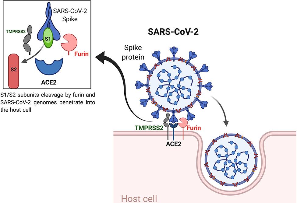 Figure 1: 
Putative intermolecular interactions between the spike protein of SARS coronavirus 2 (SARS-CoV-2) and its host cellular receptor angiotensin converting enzyme 2 (ACE2).
Effective binding is dependent upon spike protein activation by transmembrane serine protease 2 (TMPRSS2) or furin.
