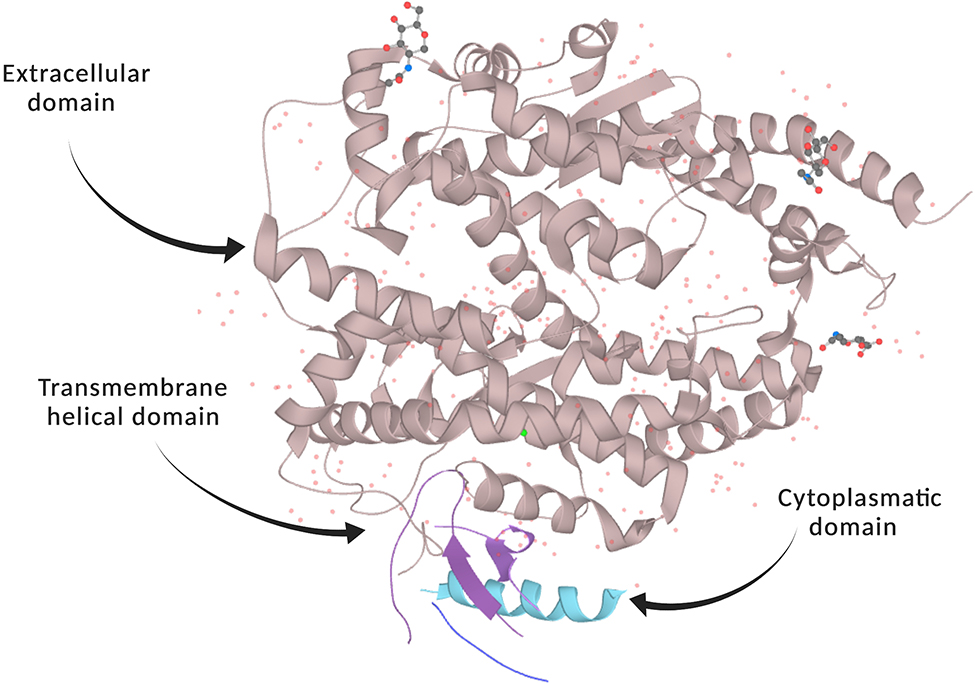 Figure 2: 
Cristal structure and main functional domains of angiotensin converting enzyme 2 (ACE2).
