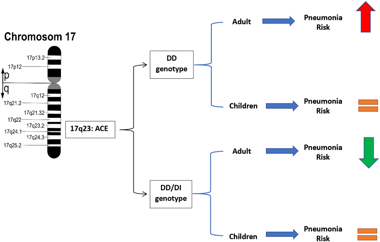 Figure 1:
Age-dependent effect of ACE I/D polymorphism on the severity of pneumonia.