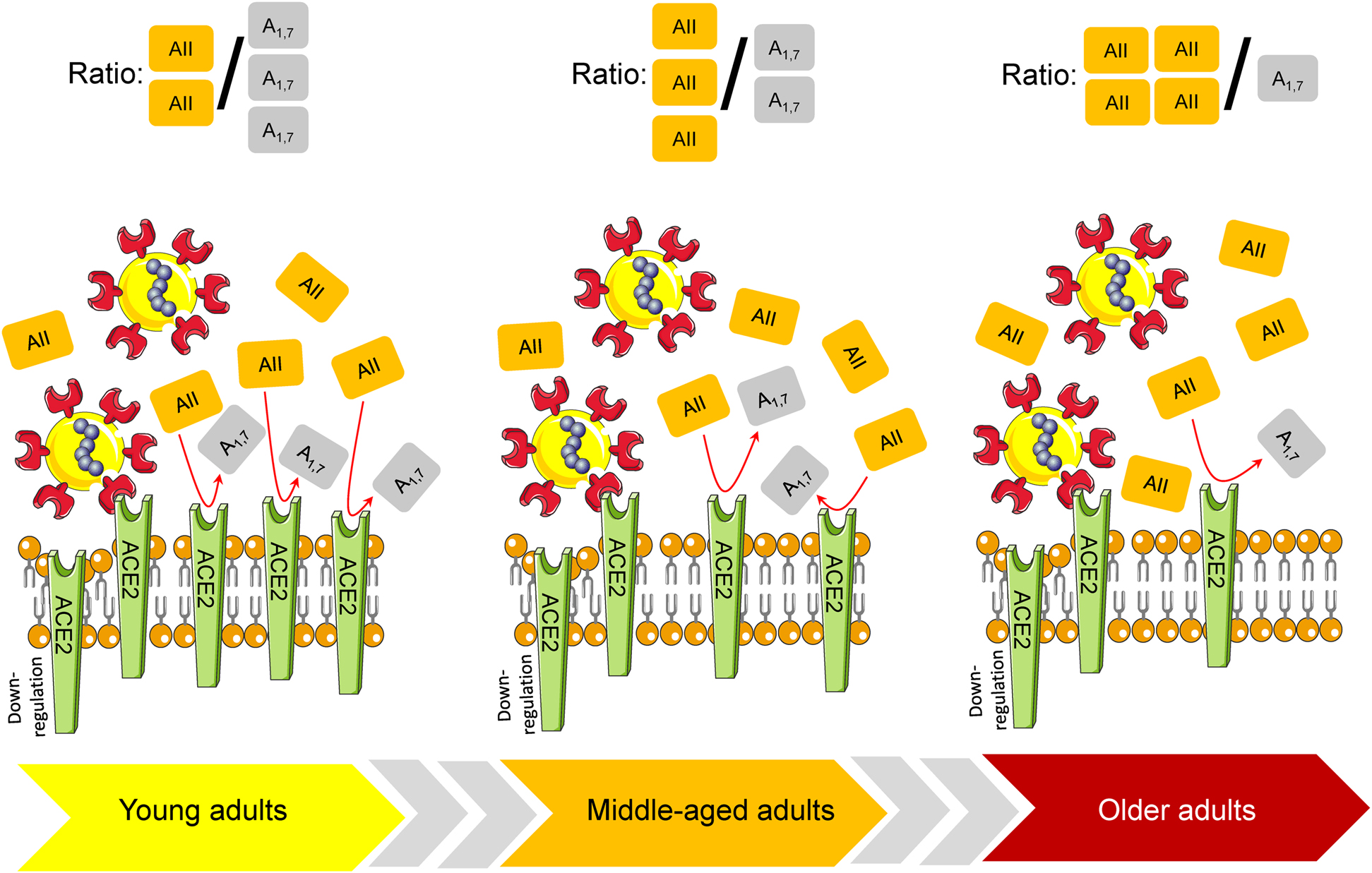 Figure 1:
Effect of age on ACE2 expression.
Ageing is associated with decreased levels of ACE2 and with a progressive imbalance between angiotensin II inactivation and angiotensin1–7 generation. Thus, the loss of ACE2 activity induced by viral invasion may be especially detrimental in older adults with baseline ACE2 deficiency. AII, angiotensin II; A1,7, angiotensin1,7; ACE2, angiotensin converting enzyme 2.