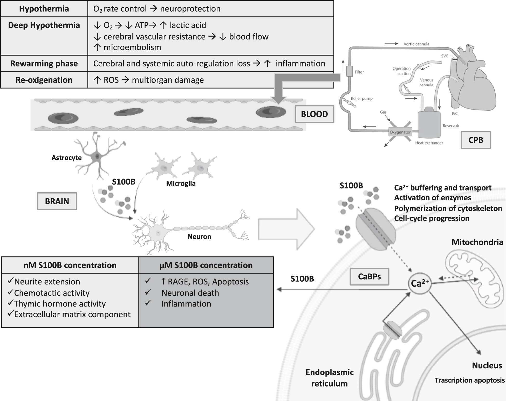Figure 1:
Biochemical cascade of events involving S100B protein in patients undergone to open heart surgery and cardiopulmonary bypass.
O2, oxygen; ATP, adenosine triphosphate; ROS, reactive oxygen species; SVC, superior vena cava; IVC, inferior vena cava; CPB, cardiopulmonary bypass; Ca2+, calcium; nM, nanomolar; μM, micromolar; CaBPs, Ca2+-binding proteins; RAGE, receptor for advanced glycation end products.