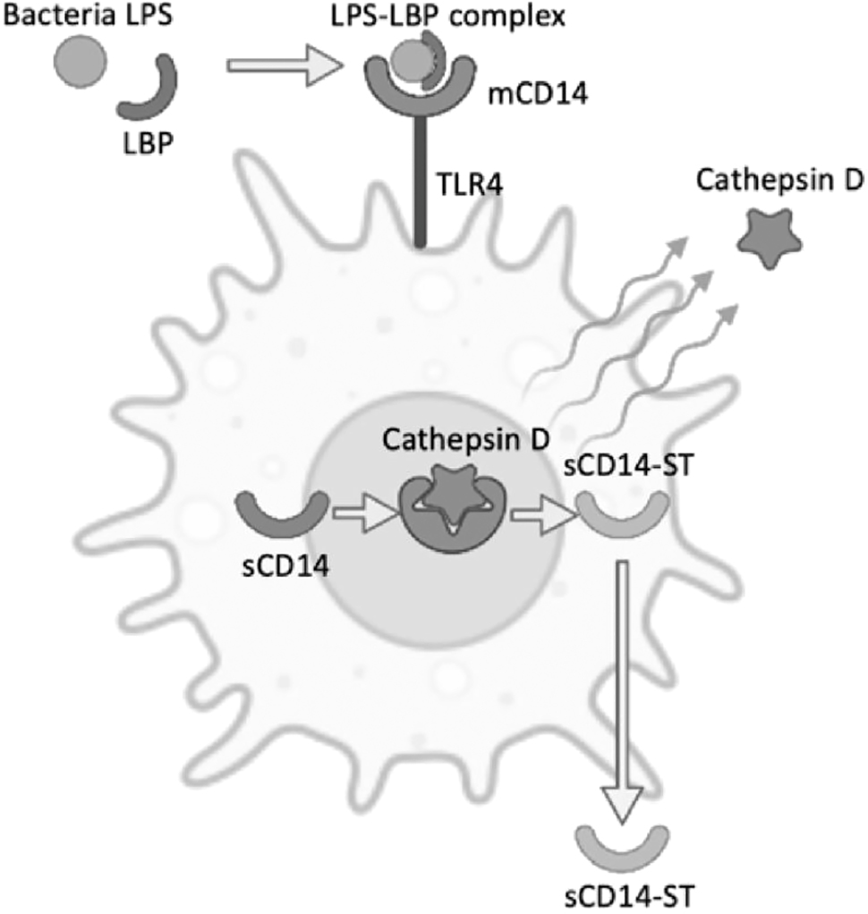 Figure 2:
Presepsin activation and releasing processes.
LBP, lipoprotein binding protein; LPS, bacterial lipopolysaccharide; TLR4, Toll-like receptor 4; mCD14, membrane CD14; sCD14, soluble CD14; sCD14-ST, presepsin.
