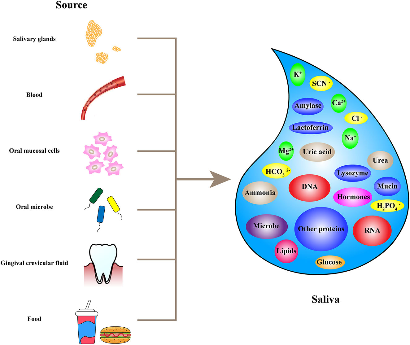 Figure 1:
The source and composition of saliva. Saliva is mainly secreted by salivary glands. Blood, oral mucosa cells, gingival crevicular fluid and food are also the importance source of saliva, providing rich informative biomolecular. Saliva is a kind of biological fluid containing DNA, RNA, proteins, inorganic substance, and metabolite.