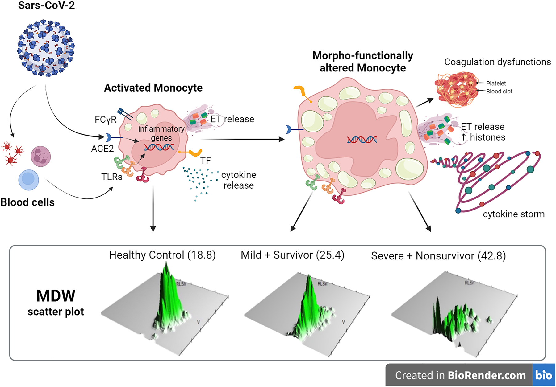 Figure 6: 
The key roles and functions of monocytes/macrophages and MDW index in the pathological inflammation in patients with mild and severe infection.
