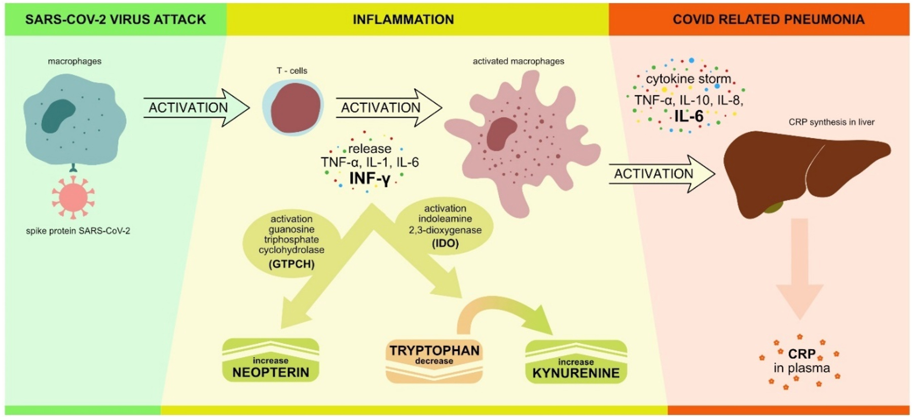 Figure 1:
The inflammatory response during COVID-19 disease. IL – interleukin, CRP – C-reactive protein, TNF-α – tumour necrosis factor alpha, INF-γ interferon gamma.