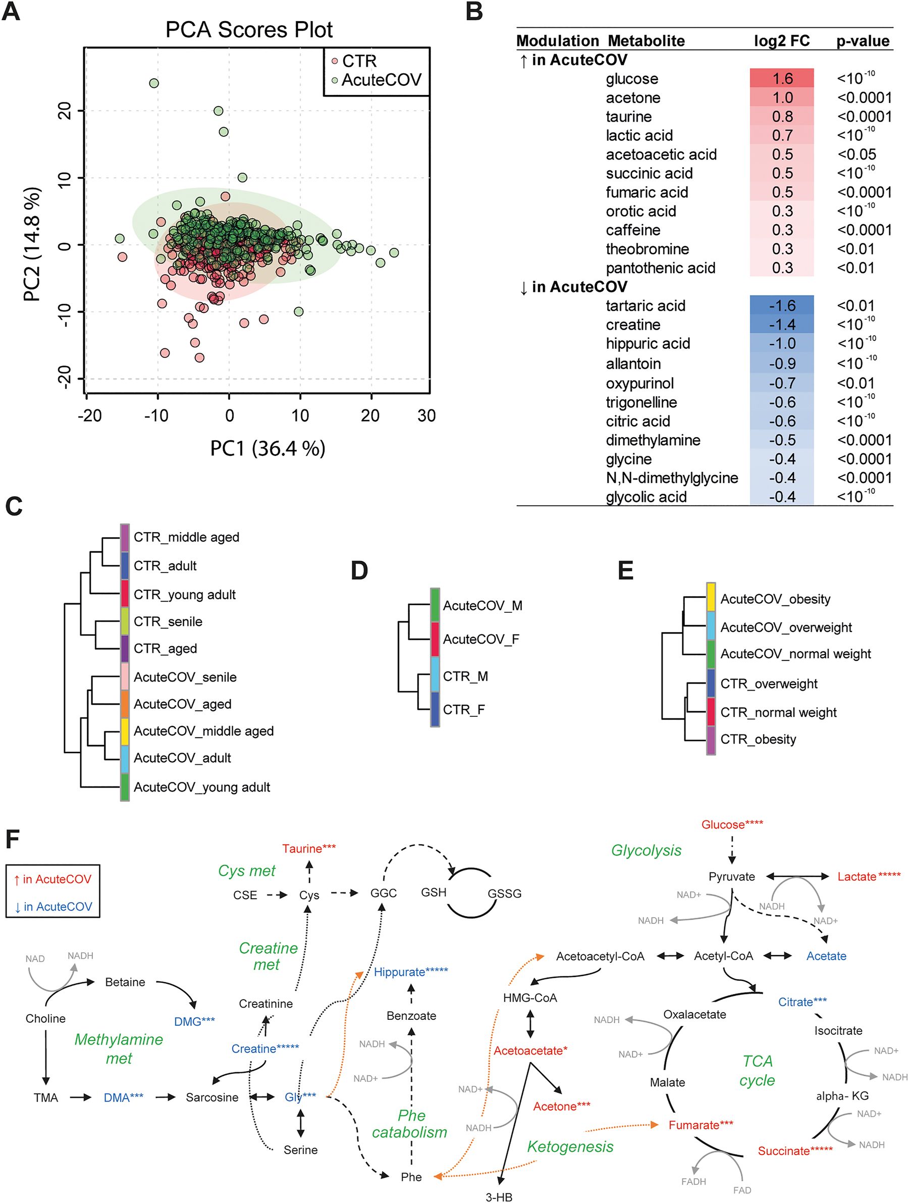 Figure 2: 
Identification of the metabolite changes in AcuteCOV urine samples compared with CTR. (A) Principal component analysis (PCA) scores plot illustrating general group separation based on urinary metabolite concentrations assessed via 1H NMR spectroscopy-based metabolomics approach. The analysis excluded 4 patients based on extremely different glucose and creatinine urinary concentrations. Out of the 4 outliers, 3 were controls, while 1 subject was from the AcuteCOV group. (B) List of metabolites increased or decreased in AcuteCOV compared with CTR. Only molecules showing log2 fold change (FC) >1.2 are included. A two-color scale is used to illustrate FC: deep red denotes +1.6, deep blue denotes −1. Wilcoxon–Mann–Whitney test. Unsupervised hierarchical clustering reveals an overall SARS-CoV-2 infection-driven clusterization irrespective of (C) age, (D) sex, and (E) BMI groups. (F) Simplified diagram illustrating the dysregulated metabolites and their interactions. Increased metabolites in AcuteCOV vs. CTR are typed with red letters, while down-regulated with blue letters. Metabolites typed with black letters show similar concentration across study groups. Wilcoxon–Mann–Whitney test, p-values: *****<10−10; ****<10−8; ***<10−4; **<0.01; *<0.05. BMI, body mass index; Cys, cysteine; FC, fold change; met, metabolism; Phe, phenylalanine; TCA, tricarboxylic acid.
