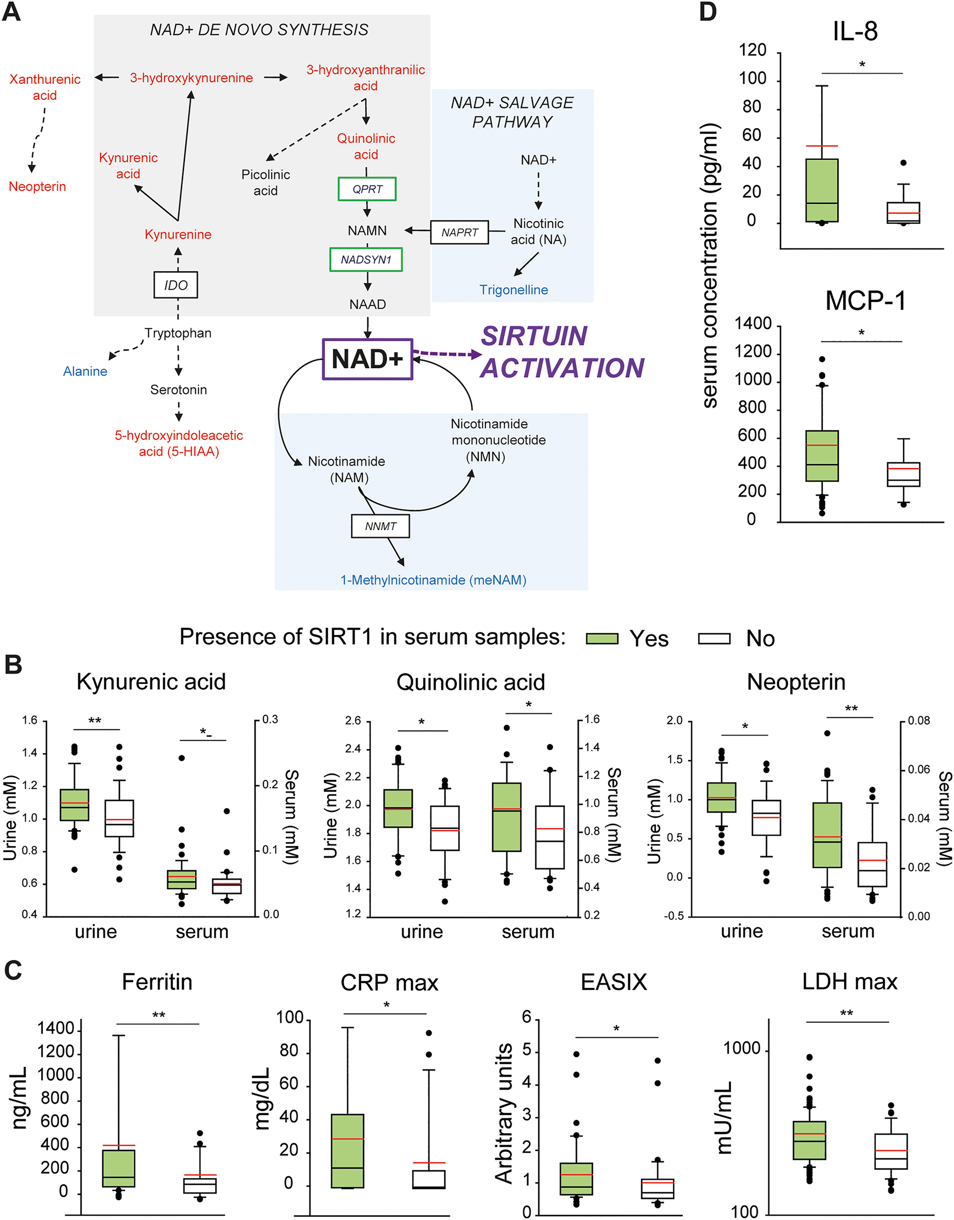 Figure 6: 
Association between kynurenine/trigonelline dysregulation, NAD+ biosynthesis, and sirtuins. (A) Simplified diagram of the tryptophan pathway and its connection to NAD+ biosynthesis, which, in turn, is crucial to activate sirtuins. Metabolites typed in red fonts have increased urinary concentrations in patients with worst clinical condition, in males, in elderly, and/or in subjects with higher ddhN urinary release, whereas metabolites typed in blue showed an opposite modulation pattern, with lower urinary concentrations in at least one of the patient classes mentioned above. Enzymes involved in the biochemical reactions presented here are typed in capital letters; the expression of enzymes framed in green is modulated by SARS-CoV-2 [61]. Differences in the concentration of (B) selected metabolites, (C) clinical variables, and (D) serum inflammatory mediators between patient groups derived based on absence (n=122, white box) or presence (n=49, green box) of SIRT1 in serum samples. Box plots illustrate median [25–75], red lines denote the mean of each study group. Wilcoxon–Mann–Whitney test; p-values: *p<0.05; **p<0.01; ***p<0.001. CRP, C-reactive protein; EASIX, endothelial activation and stress index; LDH, lactate dehydrogenase; IDO, 2,3-dioxygenase and indole 2,3-dioxygenase; NADSYN1, NAD synthetase 1; NAPRT, nicotinic acid phosphoribosyltransferase; NNMT, nicotinamide N-methyltransferase; QPRT, quinolate phosphoribosyltransferase; SIRT1, sirtuin 1.
