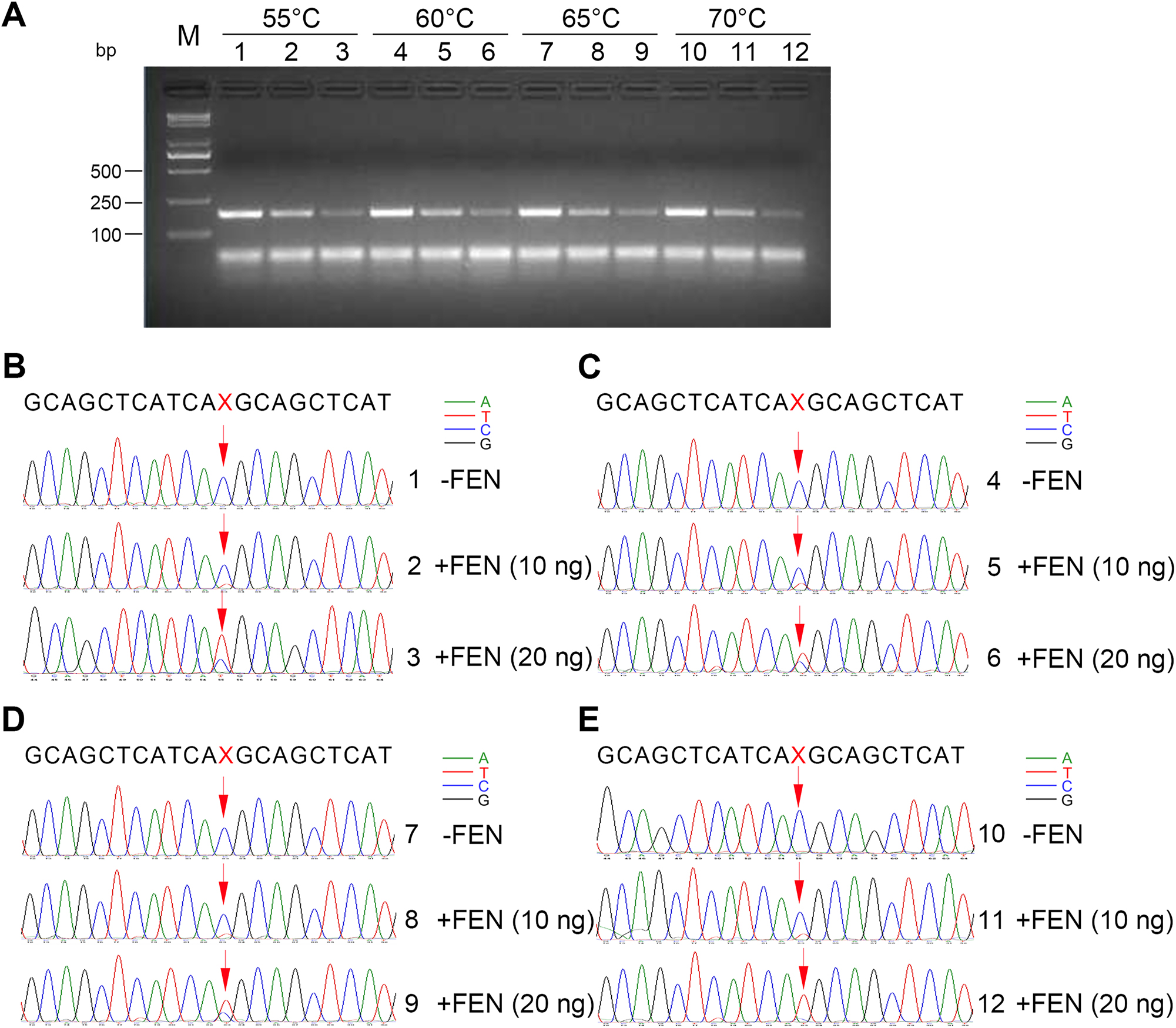 Figure 3: 
Effects of temperature on the cleavage of dominant wild-type EGFR DNA fragments. (A) Agarose gel electrophoresis of the 174-bp PCR reaction products mediated by FEN cleavage at 55 °C, 60 °C, 65 °C, and 70 °C, respectively. 790T (120 fg) and 790M DNA fragments (12 fg) were incubated at 95 °C for 5 min and cooled down to indicated temperatures with probe 1 and probe 2 in the standard flap endonuclease cleavage assay mixture. After the probes were annealed to 790T, FEN was added or not into the standard reaction mixture at indicated temperatures for 20 min. Later, the standard reaction mixture was subjected to enhanced amplification by PCR. Samples were then resolved by electrophoresis in 2 % agarose gel, exposed to a gel imager, and purified. Lanes 1, 2, and 3: FEN cleavage reactions were incubated at 55 °C for 20 min. Lanes 4, 5, and 6: FEN cleavage reactions were incubated at 60 °C for 20 min. Lanes 7, 8, and 9: FEN cleavage reactions were incubated at 65 °C for 20 min. Lanes 10, 11, and 12: FEN cleavage reactions were incubated at 70 °C for 20 min. Lanes 1, 4, 7, and 10: no FEN. Lanes 2, 5, 8, and 11: 10 ng FEN per reaction system. Lanes 3, 6, 9, and 12: 20 ng FEN per reaction system. M: DNA markers, 5,000 bp, 3,000 bp, 2,000 bp, 1,000 bp, 750 bp, 500 bp, 250 bp, and 100 bp in length (from top to bottom). (B–E) First-generation sequencing was performed on 174-bp DNA purified from the gel to detect mutated bases (C → T) encoding T790M mediated by FEN cleavage at 55 °C (B), 60 °C (C), 65 °C (D), and 70 °C (E), respectively. The mutated DNA base site ‘X’ to be detected is indicated by red arrows. The chromatographic peaks in different colors represent different nucleotides (blue for C, red for T, black for G, and green for A). Each experiment was repeated three times.
