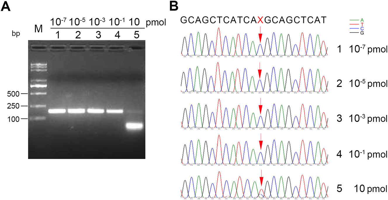 Figure 4: 
Effects of probe/template ratio on the cleavage of dominant wild-type EGFR DNA fragments. (A) Agarose gel electrophoresis of 174-bp PCR reaction products mediated by FEN cleavage at 65 °C for 20 min. 790T (10−6 pmol) and 790M DNA fragments (10−7 pmol) were incubated at 95 °C for 5 min and cooled down to 65 °C with indicated concentrations of probe 1 and probe 2 in the standard flap endonuclease cleavage assay mixture. After annealing, FEN (20 ng) was added into the standard reaction mixture at 65 °C for 20 min. Later, the reaction mixture was subjected to enhanced amplification by PCR. Samples were then resolved by electrophoresis in 2 % agarose gel, exposed to a gel imager, and purified. The working concentrations of probe1 and probe 2 were 10−7 pmol (lane 1), 10−5 pmol (lane 2), 10−3 pmol (lane 3), 10−1 pmol (lane 4), and 10 pmol (lane 5). M: DNA markers, 5,000 bp, 3,000 bp, 2,000 bp, 1,000 bp, 750 bp, 500 bp, 250 bp, and 100 bp in length (from top to bottom). (B) First-generation sequencing was performed on 174-bp DNA purified from the gel to detect mutated bases (C → T) encoding T790M mediated by FEN cleavage. 1–5 correspond to the sequencing results of lanes 1–5 in (A). The mutated DNA base site ‘X’ to be detected is indicated by red arrows. The chromatographic peaks in different colors represent different nucleotides (blue for C, red for T, black for G, and green for A). Each experiment was repeated three times.

