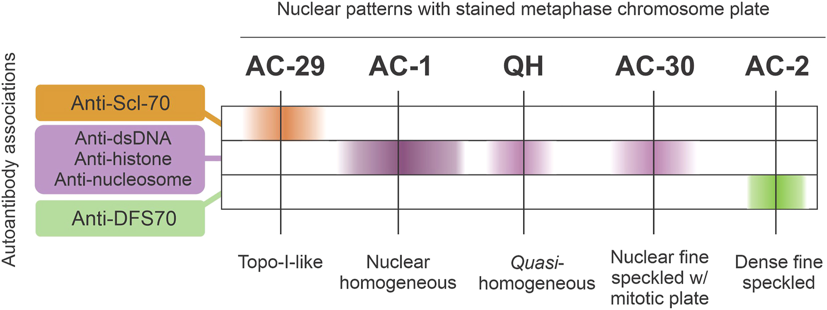 Figure 4: 
Schematic representation of the likelihood of autoantibody associations (anti-dsDNA, anti-nucleosome, anti-histone, anti-Scl-70, and anti-DFS70) with HEp-2 IFA nuclear patterns that exhibit staining of the metaphase chromosome plate.
