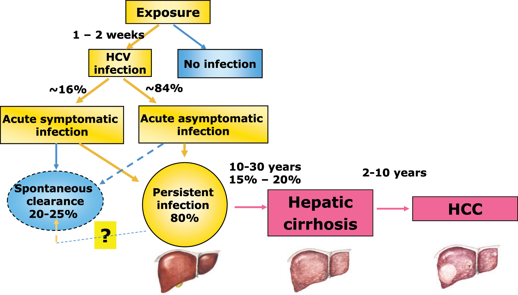 Figure 1: 
Natural history of hepatitis C virus infection. Due to the broad clinical spectrum of disease presentation and outcomes the percentages reported are indicative and have been derived from references [3], [4], [5], [6], [7].

