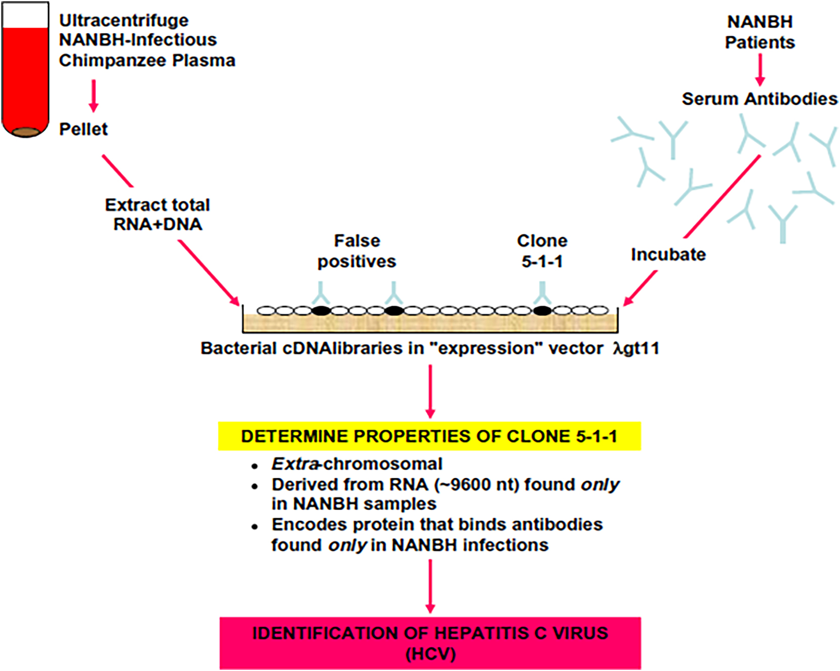 Figure 2: 
Schematic representation of the isolation of a first HCV-related antigen. Total nucleic acid content from a chimpanzee plasma infected with nAnBH was expressed as cDNA libraries and challenged with serum from a nAnBH patient as a putative source of antibodies to the nAnBH agent. After discarding interferent clones, a single small clone of about 150 base pairs, named 5-1-1, was identified as truly derived from the putative HCV genome. Modified from ref. [13].
