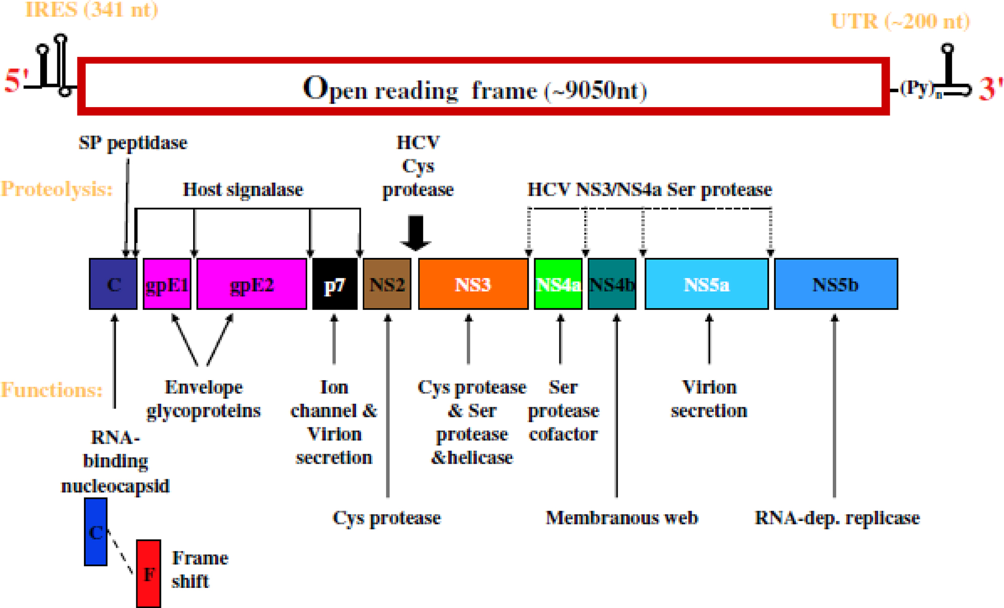 Figure 3: 
Genome structure of the hepatitis C virus (HCV). IRES, internal ribosome entry site (RNA sequence that helps ribosomes attachment); UTR, untranslated region; cys, cysteine; ser, serine.

