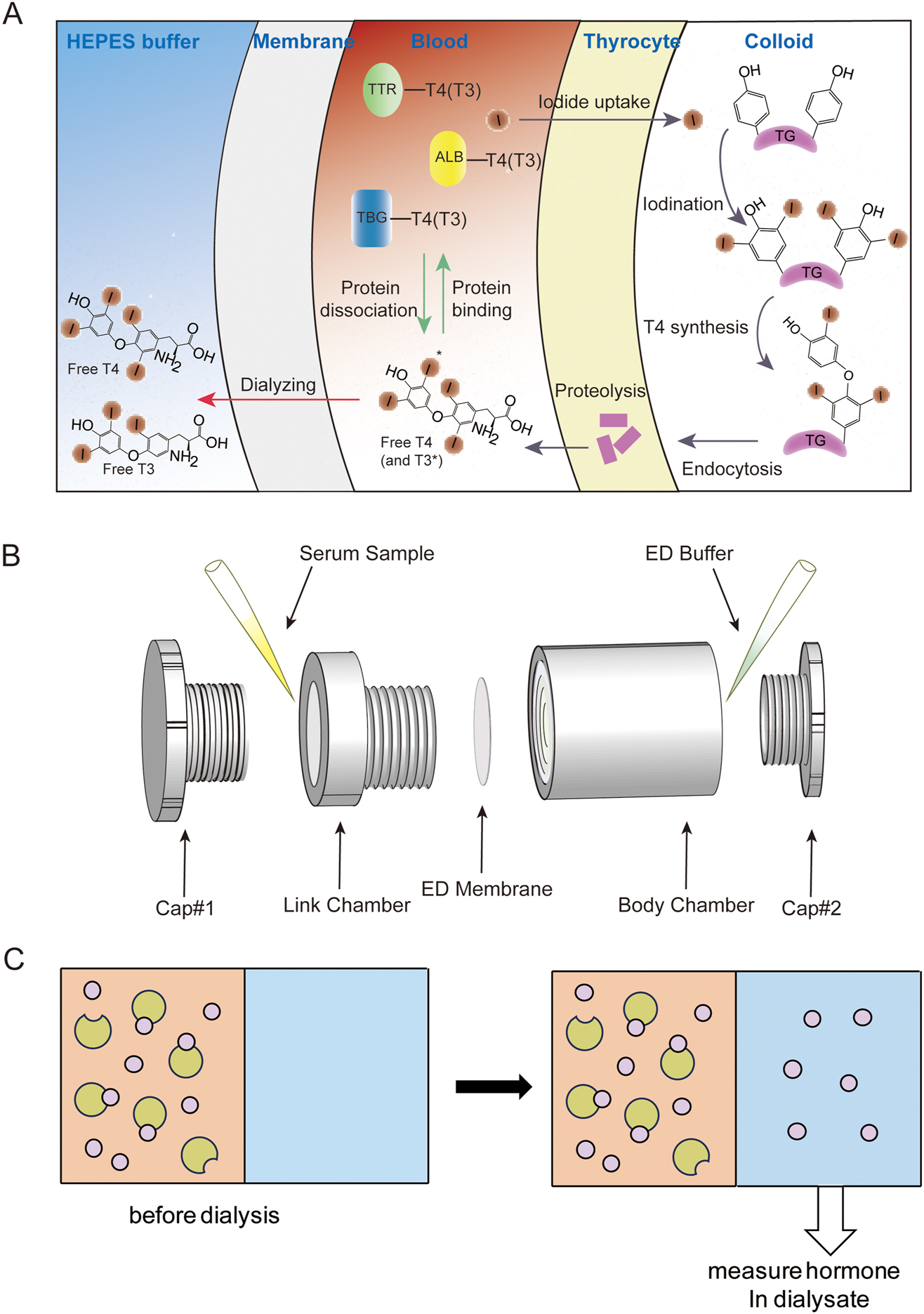 Teaser image from the article