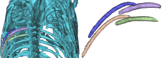 Figure 1 Codfish bone specimens. Annotations: S1-Short (lavender), S1-Long (blue), S2-Short (green), S2-Long (crčme).