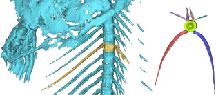 Figure 2 Salmon bone specimens. Annotations: Left rib (red), Right rib (blue), Left side bone (lavender), Right side bone (green), Left top bone (light pink), Right top bone (crčme).