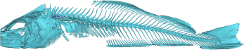 Figure 4 3D Model of codfish skeleton.