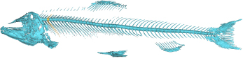 Figure 5 3D Model of the Salmon.