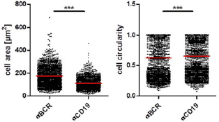 Figure 6 Measurements depict highly significant results in cell area and circularity between B cells spreading on immobilized BCR or CD19 antibodies. Significance according to Mann-Whitney-U test (*** p= 0.0001 - 0.001). Red line represents the mean.