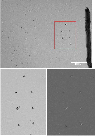 Figure 4 Hologram of diatoms (top), amplitude and phase image (bottom).