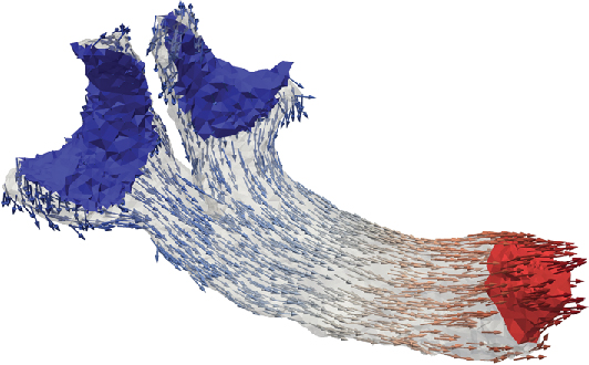Figure 2: Adjoined anterior and lateral ampullary nerves. A low potential is applied at the start surfaces (blue) and a high potential at the end surface (red). Vectors represent the potential gradient field and are used as direction for neuron trajectory generation.