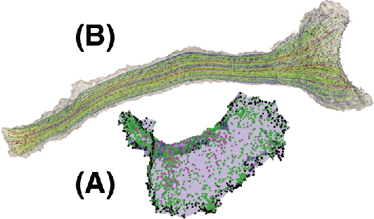 Figure 3: Start points of different fiber types scattered across the sensory epithelium (A) and artificially generated neural trajectories originating from these start points in the posterior ampullary nerve (B). Black dots along the neurons indicate nodes of Ranvier.