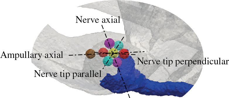 Figure 4: Spherical electrode configurations in the posterior ampulla. Nerve axial (magenta), nerve tip parallel (cyan) and perpendicular (red) arrangements are oriented orthogonally to each other. The ampullary axial configuration (yellow and brown) is roughly oriented along the axis of the semicircular canal. In case of monopolar stimulation only the yellow electrode is active.