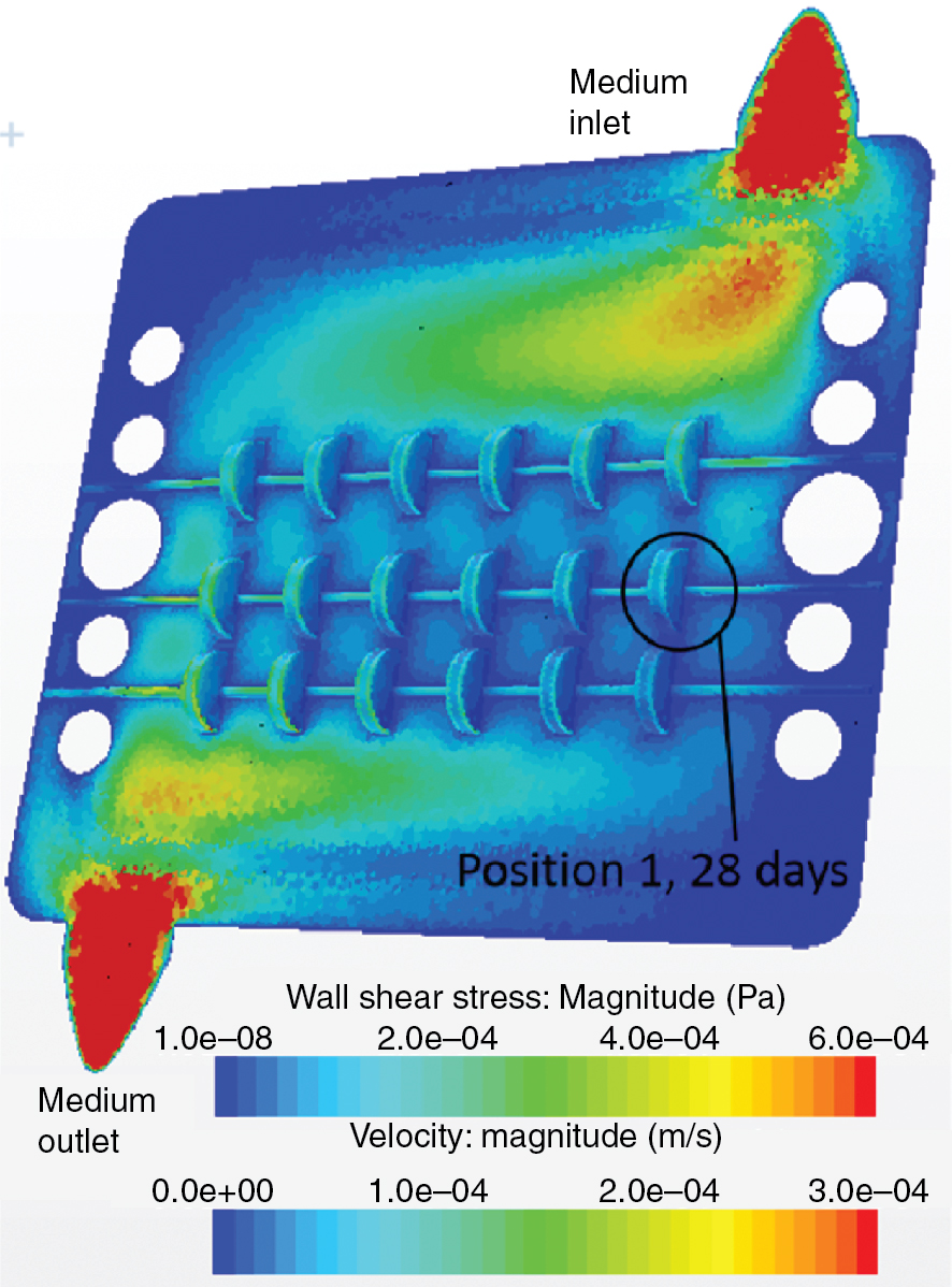 Figure 1 CFD model of the former glass reactor vessel with the speared scaffolds on the wires during continuous medium flow of 2 ml/min during cultivation. It shows the velocity magnitude of the media on its way from the inlet to the outlet and the wall shear stress on scaffolds’ surface.