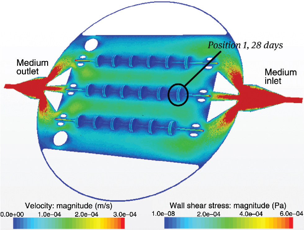 Figure 3 CFD model of the new glass reactor vessel with the speared scaffolds on the wires during continuous medium flow of 2 ml/min during cultivation. It shows the velocity magnitude of the media on its way from the inlet to the outlet and the wall shear stress on scaffolds’ surface.