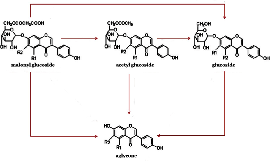 Figure 2 The most common occurred isoflavonoid glycosides decomposition [16].