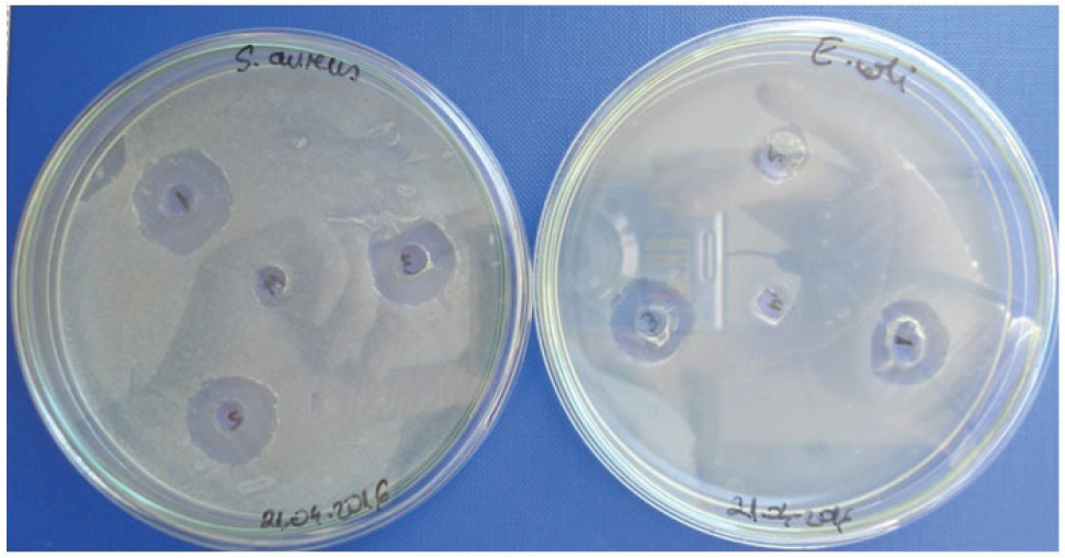 Figure 2 Determination of bacterial sensitivity (A - Staphylococcus aureus, B - Escherichia coli) in A. cepa liquid extract in wells, at 48 hours of incubation.