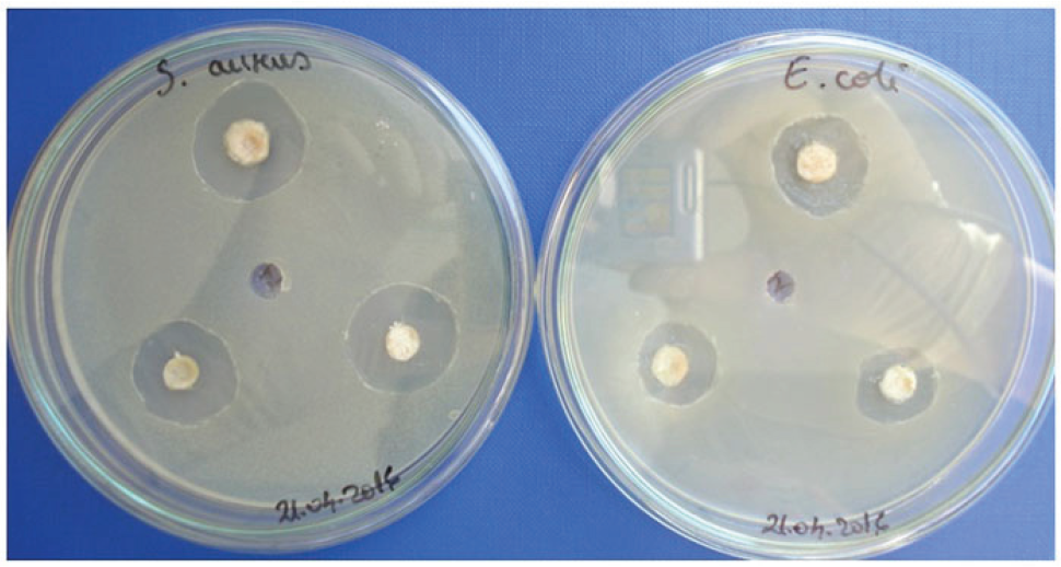 Figure 3 Determination of bacterial sensitivity (A - Staphylococcus aureus, B - Escherichia coli) in the lyophilized formulation based on onion extract transformed by incorporation of ultrapure water, at 48 hours of incubation.