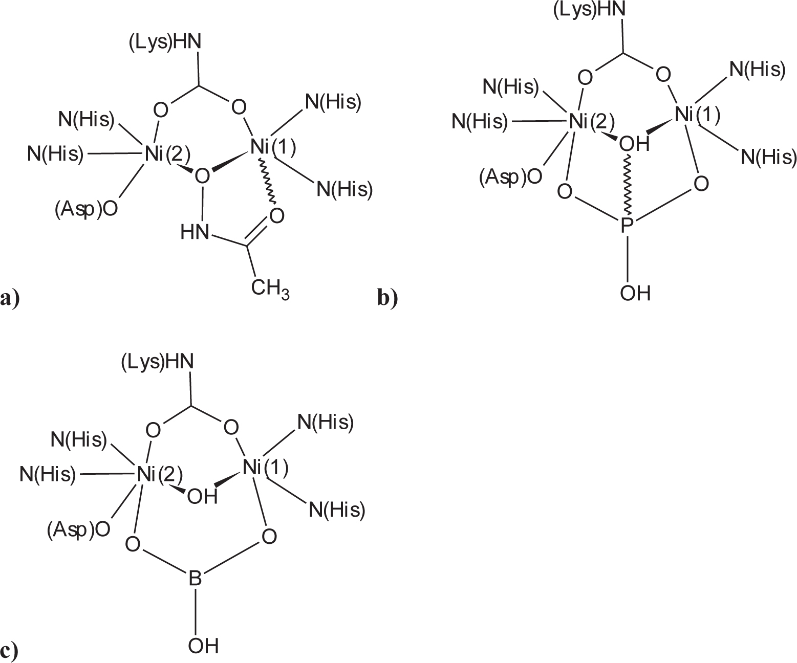 Figure 1 Mechanism of action by different inhibitors (a) by acetohydroxamic acid, (b) by phosphate based molecule and (c) by boric acid