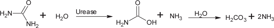 Scheme 1 Urease catalyzed hydrolysis of urea.