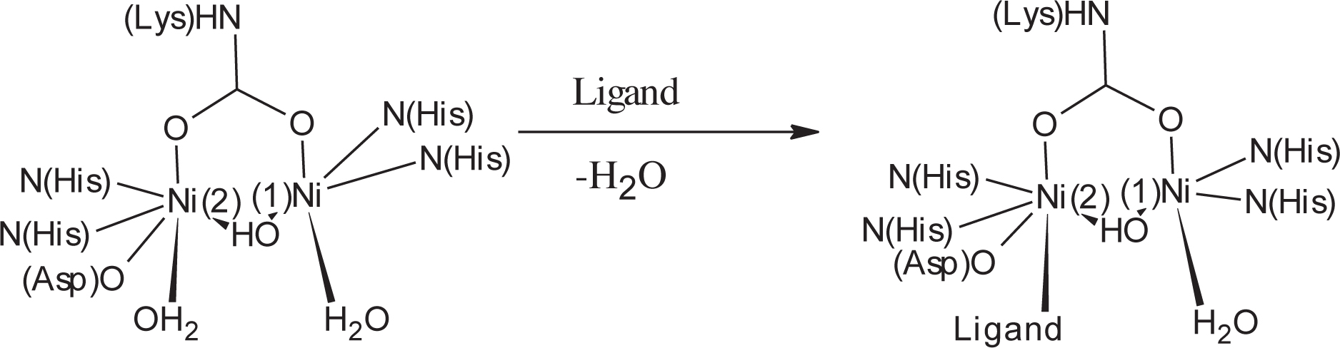 Scheme 2 Mechanism of interaction of inhibitors with urease.