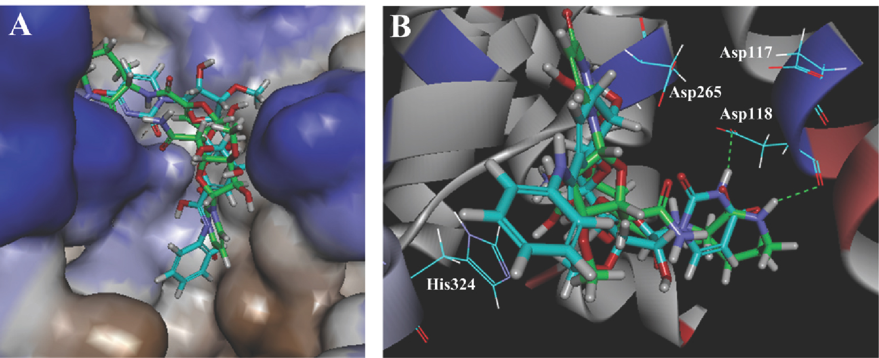 Figure 5 Docking of capuramycin (green) and compound 27 (cyan) with MraY. (A) The protein is represented as a hydrophobicity surface complexed with capuramycin and compound 27. Brown and blue shades represent hydrophobic and hydrophilic regions respectively. (B) Docking of capuramycin and compound 27 with the active site. The H-bonds between MraY and the two compounds are shown as green dashed lines.