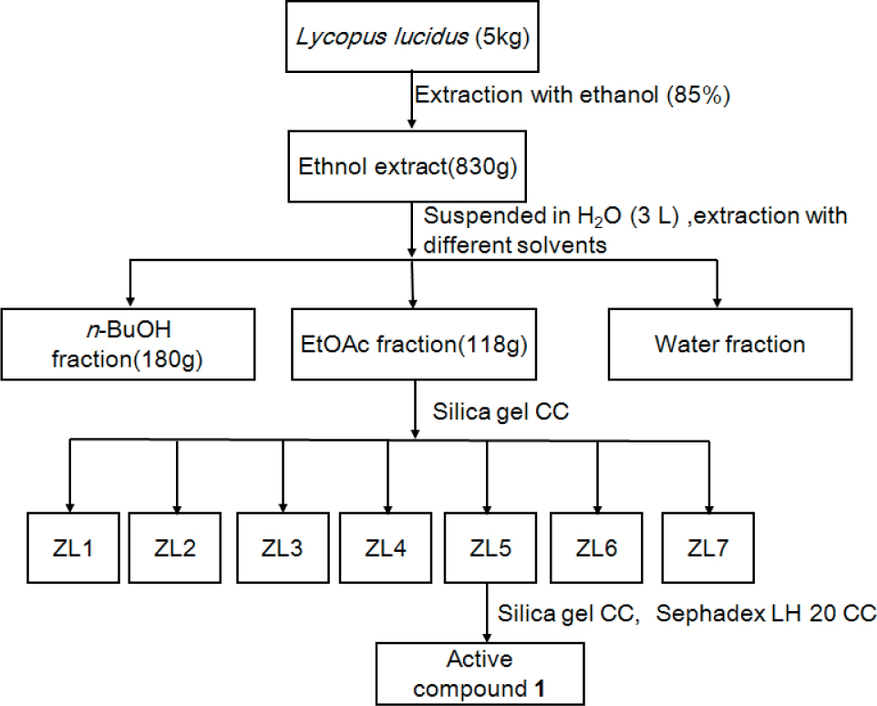 Figure 1 Extraction and isolation process of Lycopus lucidus.