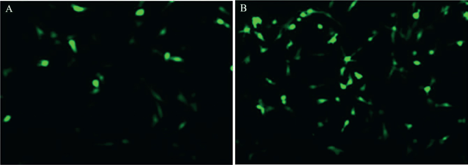 Figure 2 MiRNA-132 expression after transfection of renal epithelial cells in rats through miRNA-132 plasmids; (A) miRNA-132 nc and (B) miRNA-132 . Scale bar = 50 μm.