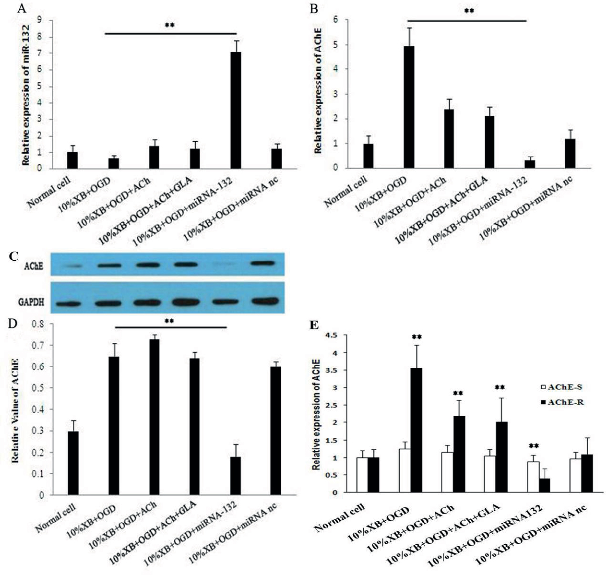 Figure 5 Investigation on the regulatory mechanism of miRNA-132 on the inflammatory pathway in rat renal macrophages of the hypoglycemia and hypoxia groups by testing (A) the relative expression of miRNA-132 in macrophages by using quantitative PCR, (B) the relative expression of AChE mRNA in renal macrophages, (C) the relative expression of AChE protein in renal macrophages, (D) The expression level of AChE protein was quantitatively analyzed, and the results are presented as mean ± SD, * P < 0.05, ** P < 0.01.