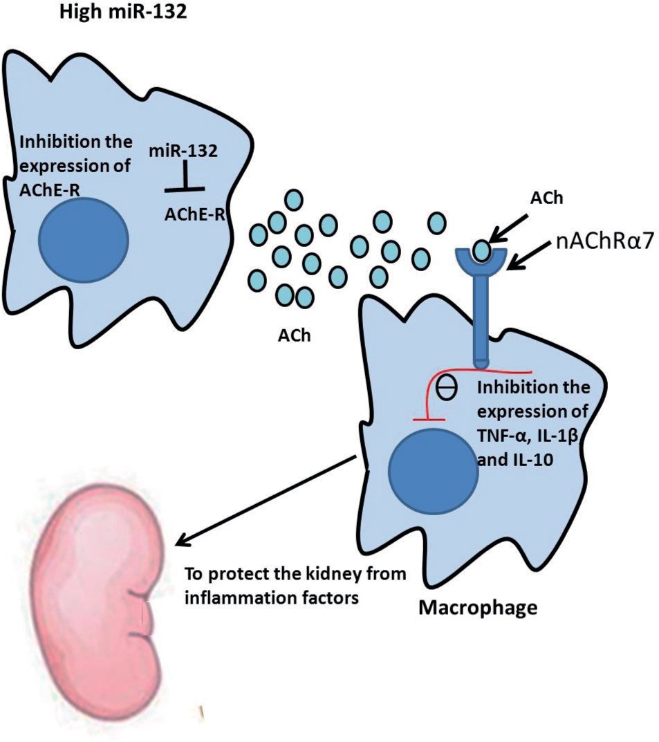 Figure 6 A schematic of the cholinergic anti-inflammatory impact. ACh-mediated anti-inflammatory response was increased by miRNA-132 in the renal macrophage. MiRNA-132 can target the 3’-UTR of AChE mRNA to inhibit AChE expression and decrease the hydrolysis of ACh. nAChRα7 in monocyte– macrophages is activated by ACh to subsequently inhibit the activation of monocyte– macrophage and reduce the release of pro-inflammatory cytokines, such as TNF-α, IL-1β, and IL-10. MiRNA-132 can inhibit macrophage activation through the role of the above mentioned and protect the kidney.
