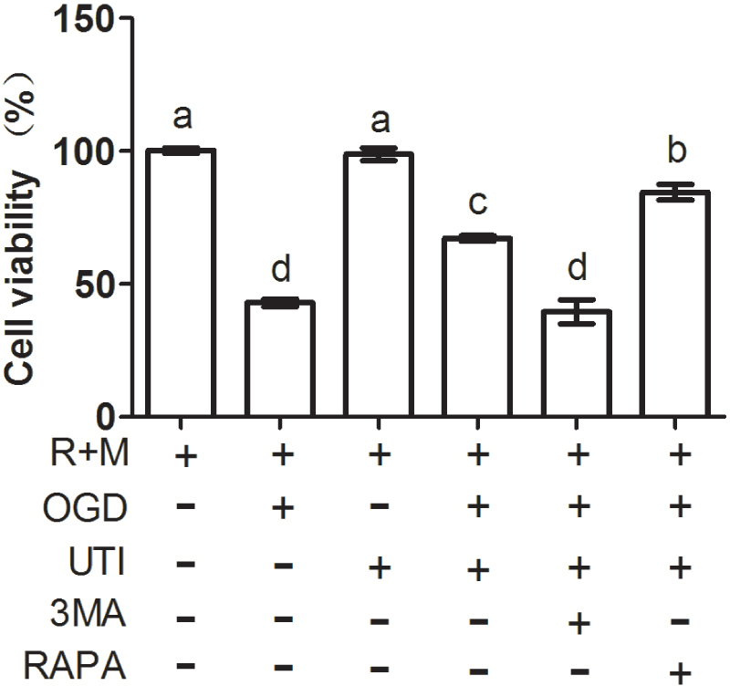 Figure 2 Cell autophagy influenced the regulation of UTI on the activity of renal tubular epithelial cells. R: Renal tubular epithelial cells; M: Macrophage; OGD: Oxygen glucose deprivation; UTI: Ulinastatin.; 3MA: 3-Methyladenine; RAPA: Rapamycin. Bars with different letters are significantly different (p < 0.05).