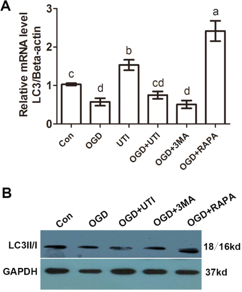 Figure 4 UTI regulated macrophage autophagy. A: Relative mRNA expression of LC3 in macrophages. B: Western blotting analysis of LC3 II/I protein expression levels in macrophages.OGD: Oxygen glucose deprivation; UTI: Ulinastatin; 3MA: 3-Methyladenine; RAPA: Rapamycin. Bars with different letters are significantly different (p < 0.05).